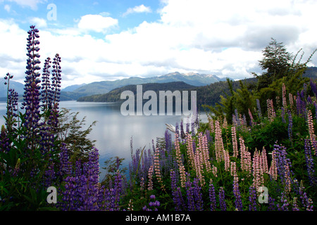 Parque Nacional Nahuel Huapi lupino Flores Lupinos Villa La Angostura Patagonia Argentina