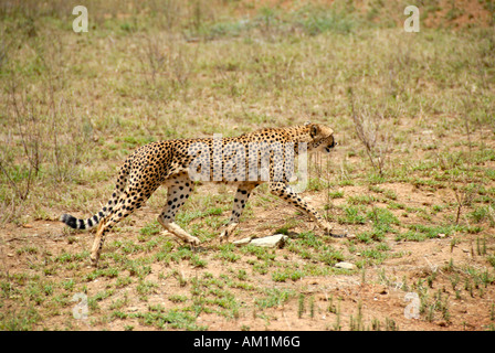 Guepardo (Acinonyx jubatus) en asalta el Parque Nacional de Serengeti, Tanzania Foto de stock