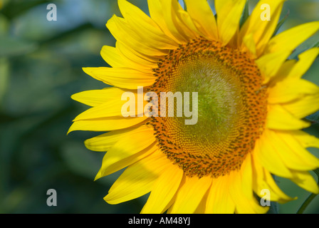 Girasol que crece en un campo de trigo fotografías e imágenes de alta  resolución - Alamy