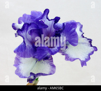 Iridaceae. Barba Azul Iris. Sorprendente color azul y plateado Foto de stock