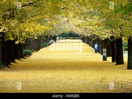 Avenue cubierto de hojas de otoño caídos