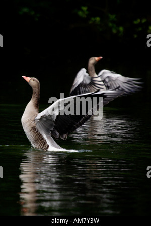 Graylag Goose bailando (Anser anser) Foto de stock