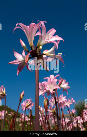 amaryllis belladonna,belladonna Lily,amaryllis Lily,amaryllis lilies, flores  rosadas,flores,flores,RM Floral Fotografía de stock - Alamy
