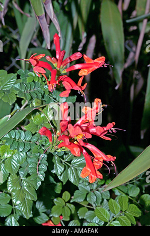 Cape Honeysuckle- Tecoma capensis- familia Bignoniaceae Foto de stock