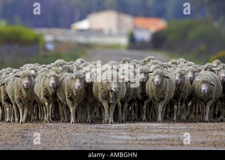Merino tierra ovejas (Ovis ammon f. aries), los rebaños de ovejas Merino, España, Extremadura