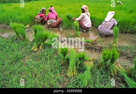 Mujeres campesinas nepalesas que trasplantan plántulas de arroz en un arrozal cerca de Pokhara, Nepal Foto de stock