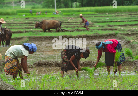 Jornaleros agrícolas femeninos transplantar las plántulas de arroz y los bueyes arando en un campo de arroz cerca de Pokhara. Nepal Foto de stock
