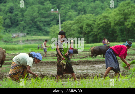 Trabajadoras agrícolas trasplantando plántulas de arroz en un campo de arroz con hombres arando con un arado de buey en el fondo cerca de Pokhara. Nepal Foto de stock
