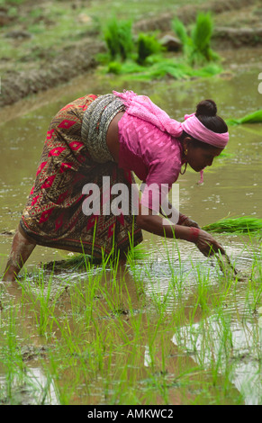 Retrato de una trabajadora transplantar las plántulas de arroz en un arrozal cerca de Pokhara. Nepal Foto de stock