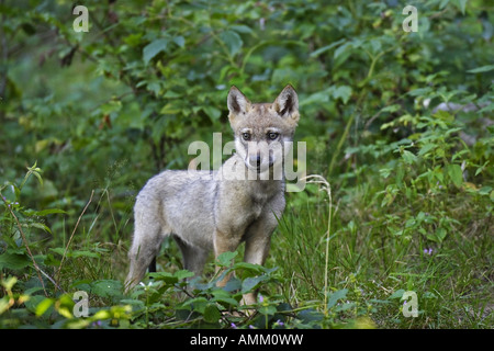 Junger Wolf, niño, bebé, Canis lupus, lobos Foto de stock