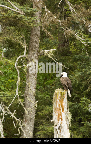 ALASKA águila calva encaramado sobre tocón de árbol rodeado por viejos bosques KACHEMAK Bay cerca de Homer Foto de stock