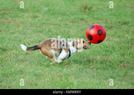 Jack Russell Terrier perro - jugando con bola Foto de stock