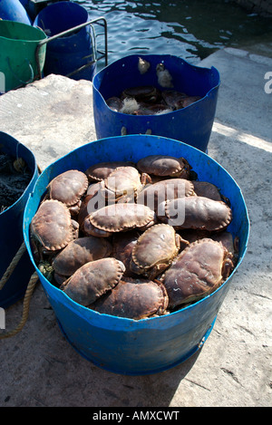 Los cangrejos recién capturado en un cubo Foto de stock