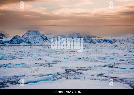 Oso Polar en el hielo del mar frente a la costa de Groenlandia