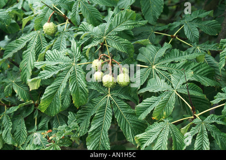 Árbol de castaña de caballo con fruta Aesculus hippocastanum Foto de stock