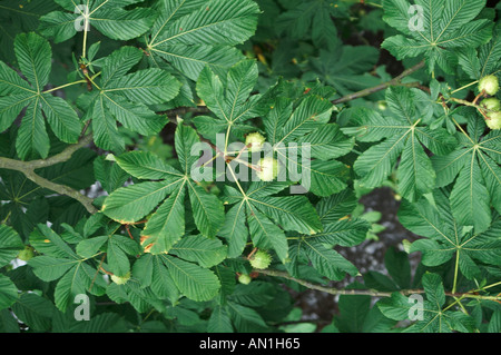 Árbol de castaña de caballo con fruta Aesculus hippocastanum Foto de stock