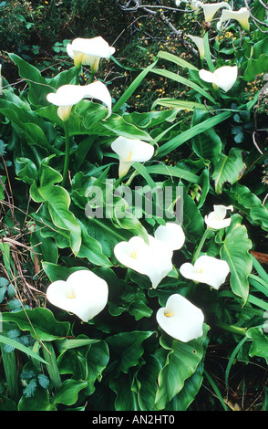 Lirio de agua común, Jack en el púlpito, floristería, calla lily egipcio, Arum Lily (Zantedeschia aethiopica, Cala aethiopica), b Foto de stock