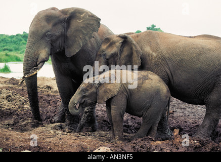 Elefante hembra y la pantorrilla al Arca lamer sal Parque Nacional Aberdares Kenia Foto de stock