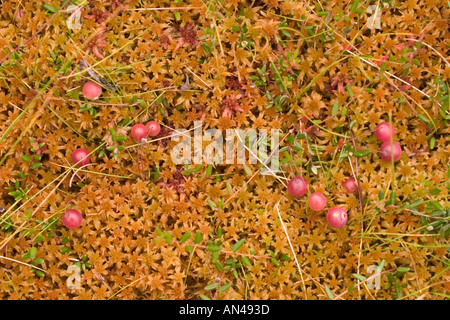 Arándanos rojos inmaduros ( Vaccinium oxycoccos, V. microcarpum.) sobre musgo anaranjado, Finlandia Foto de stock