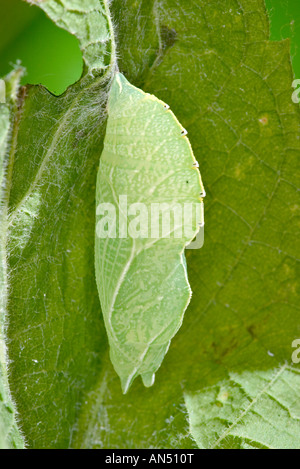 Hackberry Emperador Asterocampa celtis Flat Creek Barry County Missouri Estados Unidos 30 de mayo de pupa Foto de stock