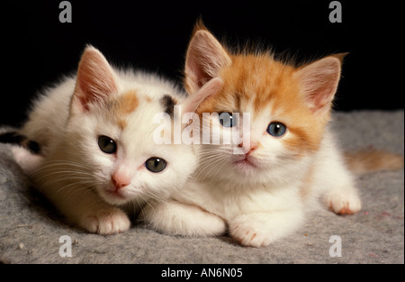 Gato doméstico dos esponjosas y jengibre blanco 4 gatitos de cuatro semanas Reino Unido