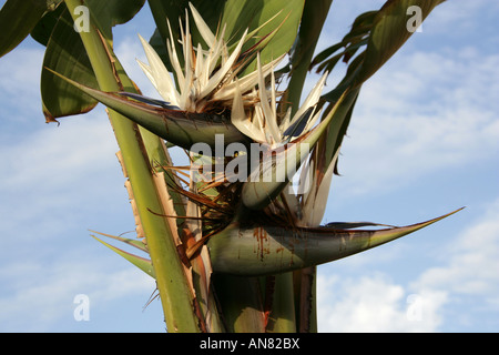 Strelitzia alba hojas de ave blanca del paraíso planta encima cielo azul al  aire libre Fotografía de stock - Alamy