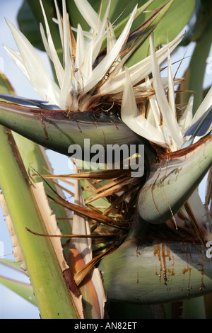 Strelitzia alba hojas de ave blanca del paraíso planta encima cielo azul al  aire libre Fotografía de stock - Alamy