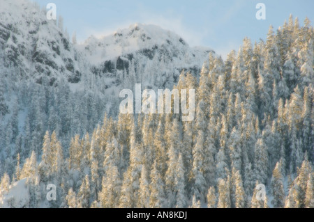 Árboles de invierno con nieve fresca, Snoqualmie Pass, Estado de Washington, EE.UU. Las Montañas Cascade de foco suave Foto de stock