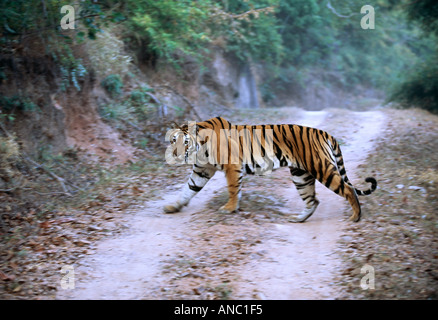 Wild Tigre de Bengala (Panthera tigris) macho adulto caminando a lo largo de la vía en Bandhavgarh NP India Foto de stock