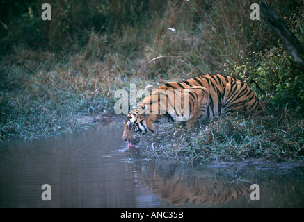 Wild Tigre de Bengala (Panthera tigris) bebiendo en la piscina al amanecer en Bandhavgarh NP India Foto de stock