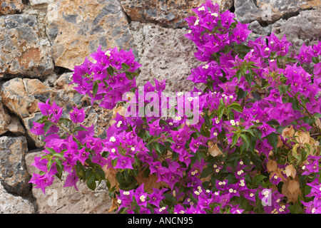 Bugambilias en el muro de piedra. La isla de Corfú, Grecia. Foto de stock