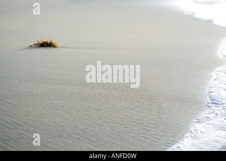 Trozo de algas en la playa cerca de surf
