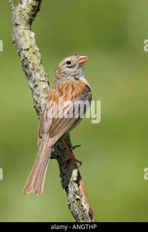 Un campo Sparrow (Spizella pusilla) en Long Point en Ontario, Canadá. Foto de stock