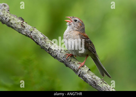 Un campo Sparrow (Spizella pusilla) en Long Point en Ontario, Canadá. Foto de stock
