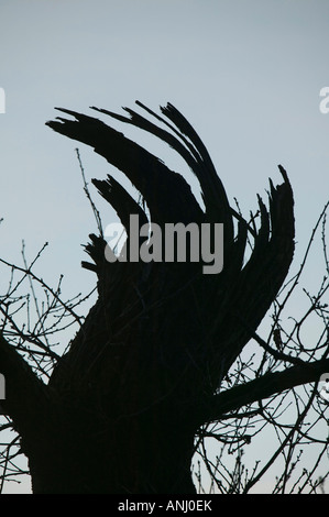 Un árbol se quebró por vientos huracanados en Ambleside Lake District UK Foto de stock