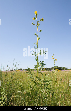 Brújula Planta con flores amarillas en Illinois Prairie Foto de stock