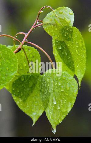 El álamo temblón (Populus tremuloides) nuevas hojas con gotas de lluvia, mayor en Sudbury, Ontario, Canadá Foto de stock
