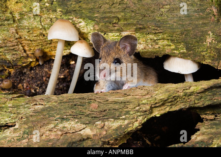 Ratón de madera Apodemus sylvaticus mirando a través del agujero en la madera junto a los pequeños hongos potton bedfordshire Foto de stock