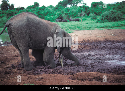 Excavación de elefantes de minerales y de sal en el suelo lamer sal al Arca Parque Nacional Aberdares Kenia África Oriental Foto de stock