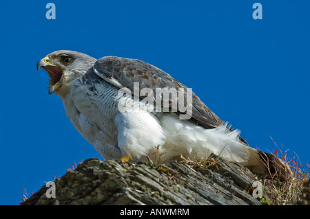 Rojo respaldado Hawk (Buteo polyosoma) adulto llamando desde el acantilado la Isla Saunders West Falkland Océano Atlántico Sur