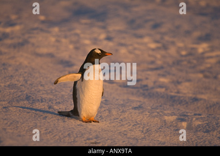 Un pingüino Gentoo está sobre el suelo cubierto de nieve en la Isla Petermann Foto de stock