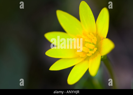 Flor amarilla Foto de stock