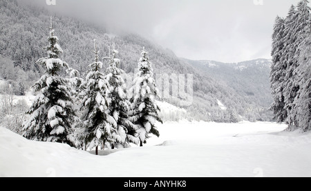 Cuatro abetos cubiertos de nieve, Lac de Montriond, Alpes, Francia