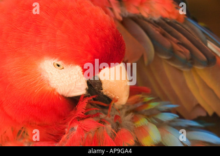 plumas de guacamaya roja guatemala america central fotografia de stock alamy plumas de guacamaya roja guatemala