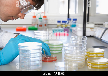 Macho trabajador de laboratorio con placas Petri Foto de stock