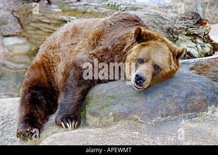 Grizzly Bear / marrón medio dormitando, estirado en el rock, disparo de cuerpo completo. Foto de stock