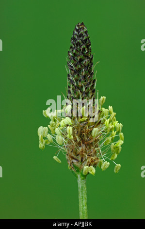 Inglés, Ribwort llantén (Plantago lanceolata), pedúnculo floral Foto de stock