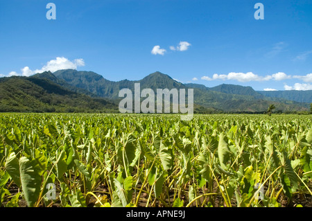 Las plantas de taro y granjas de Hanalei Bay islas hawaianas de Kauai Princeville EE.UU.