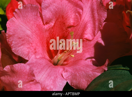 Flores de Azalea. Enana Hermosa planta de flores. Fotografías de alta  calidad Fotografía de stock - Alamy