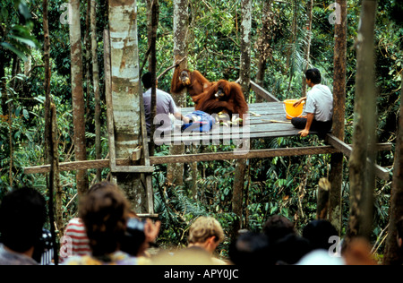 Alimentando Orang-Utans a centro de rehabilitación de orangutanes, el Parque Nacional de Gunung Leuser, en Sumatra, Indonesia, Asia Foto de stock